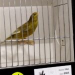 canari agate jaune jaspe intensif