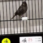 canari noir mosaique rouge cobalt
