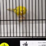 canari isabelle jaspe jaune intensif