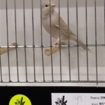 canari isabelle blanc cobalt