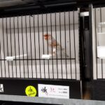 canari agate rouge jaspe