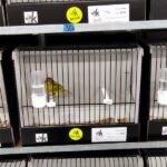 canari noir jaune mogno