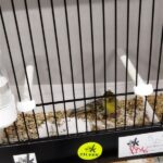 canari noir jaune mogno