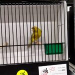 canari brun mogno jaune intensif