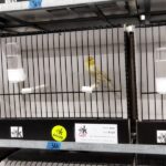 canari brun mogno jaune mosaique