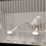 canari blanc recessif