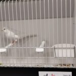 canari blanc recessif