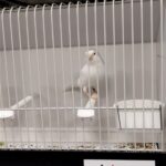 canari blanc recessif