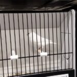 canari blanc recessif