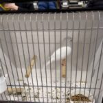 canari blanc recessif