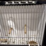 canari blanc recessif