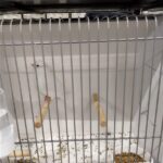canari blanc recessif