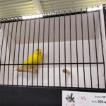 canaris jaune intensif