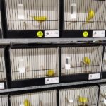 canaris jaunes intensifs