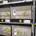 canari jaune ivoire schimmel