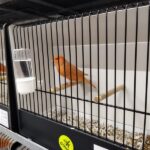 canari rouge satiné