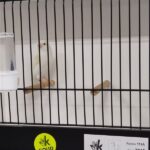 canari lutino mosaique jaune