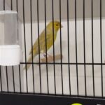 canari brun topaze jaune