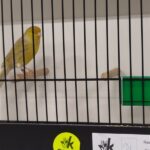 canari brun topaze jaune