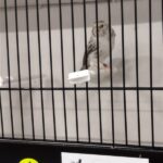 canari agate topaze blanc