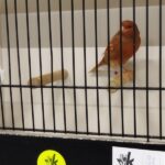 canari phaeo mosaique rouge