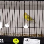 canari agte topaze jaune schimmel