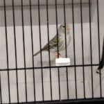 canari agate topaze jaune mosaique