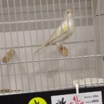 canari isabelle opale jaune mosaique