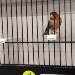 canari agte topaze rouge mosaique