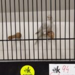 canari agte opale jaune