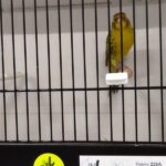 canari noir eumo jaune intensif