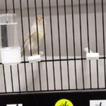 canari isabelle