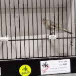 canari noir opale jaune mosaique