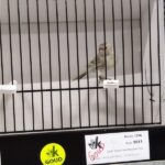 canari noir opale jaune mosaique