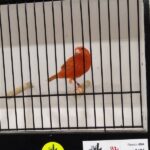 canari isabelle rouge intensif