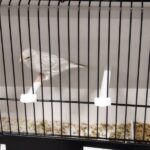 canari agate opale blanc