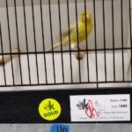 canari brun opale jaune Schimmel