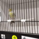 canari agate jaune mosaique
