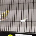 canari isabelle jaune mosaique