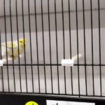 canari isabelle jaune mosaique