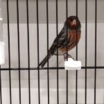 canari noir cobalte rouge mosaique