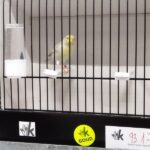 canari agate pastel jaune mosaique