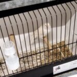 canari isabelle blanc