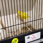 canari isabel pastel jaune intensif