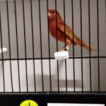canari brun rouge pastel intensif