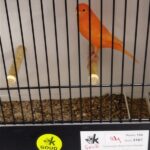 canari rouge ivoire intensif