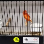 canari rouge intensif ailes blanches