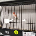 canari rouge-mosaique mâle