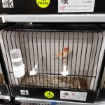 canari rouge-mosaique mâle