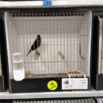 canari noir blanc dominant